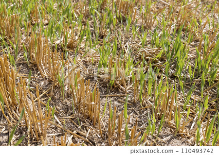 golden dry stubble on wheat in the field in summer 110493742