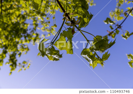 green foliage on a maple tree in spring bloom green foliage on a maple tree in spring bloom 110493746