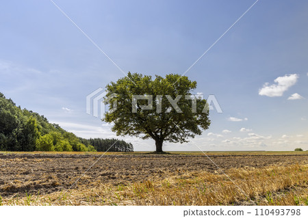 stubble of wheat and one oak with green foliage in a field stubble of wheat and one oak with green foliage in a field 110493798