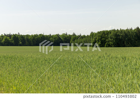 cereal growing business in eastern europe cereal growing business in eastern europe 110493802