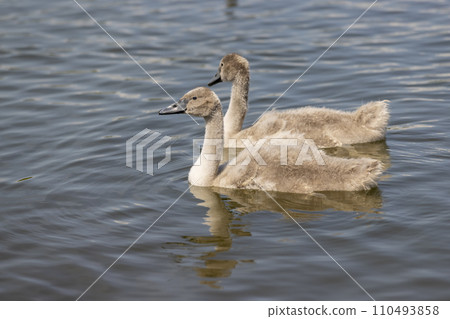 grey chicks of the white sibilant swan with grey down grey chicks of the white sibilant swan with grey down 110493858