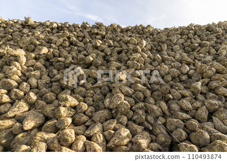 a pile of sugar beet harvest during harvest a pile of sugar beet harvest during harvest 110493874