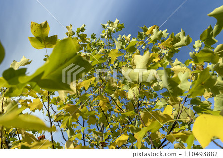 yellowing foliage on a tulip tree in autumn weather 110493882