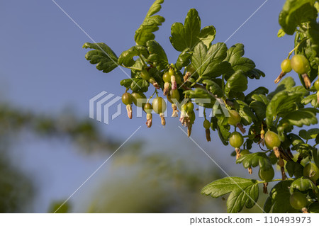 green berries on gooseberry bushes against a blue sky green berries on gooseberry bushes against a blue sky 110493973