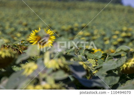 fading sunflowers in the summer, blooming sunflowers fading sunflowers in the summer, blooming sunflowers 110494070