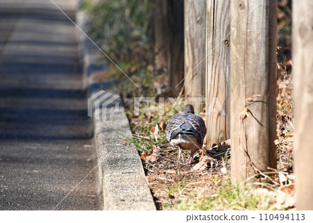 Rear view of a turtledove walking between the promenade and log fence in a winter park 110494113
