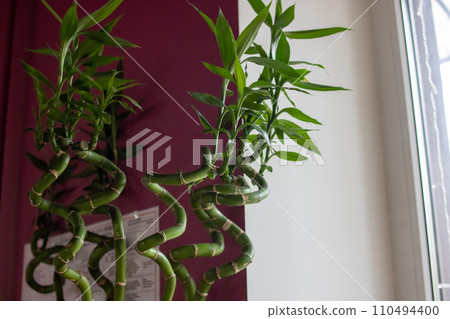 Green Leaves of Home plant Bamboo closeup 110494400