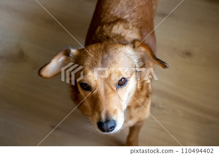 Little cute red dog top view closeup portrait Little cute red dog top view closeup portrait 110494402