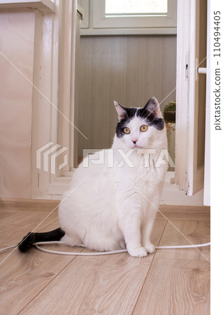 Big fat white cat lying on the floor in the sun 110494405