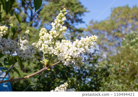 White lilac flowers among green leaves closeup 110494421