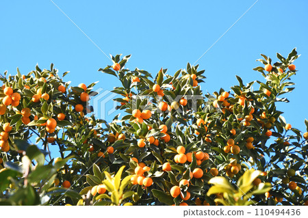 Kumquats shine brightly against the clear blue winter sky Kumquats shine brightly against the clear blue winter sky 110494436