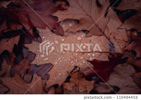 Wet oak leaves on the ground in rainy forest concept photo. Autumn atmosphere image. 110494458