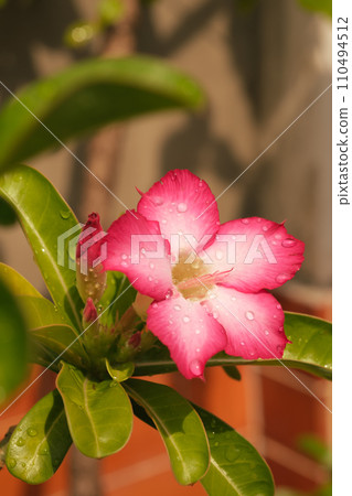 Close-up beautiful pink Adenium obesum is also known as the Desert Rose. It is blooming and there are drops of water on the flowers after rain in garden, vertical view. 110494512