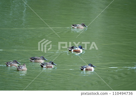 A flock of ducks swimming in the winter swamp A flock of ducks swimming in the winter swamp 110494736