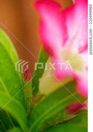 Close-up image beautiful adenium obesum flowers before blooming and drops of water on the flowers and leaves after rain in garden, vertical view. 110494960
