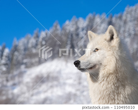 polar wolf against a background of blue sky and snowy forest 110495010