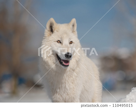 portrait of a polar wolf on a blurred background 110495015