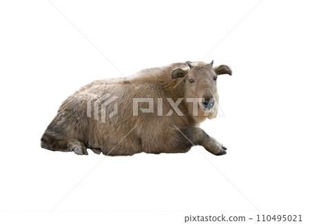little golden takin isolated on white background 110495021