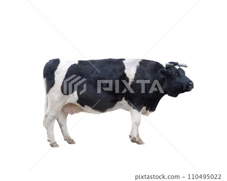 black and white cow isolated on white background 110495022