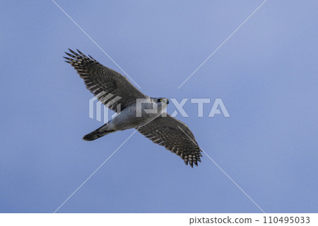 Northern Goshawk in Flight in the winter sky of Niigata, Japan Northern Goshawk in Flight in the winter sky of Niigata, Japan 110495033