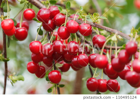 Ripe red cherries on a tree in a garden Ripe red cherries on a tree in a garden 110495124