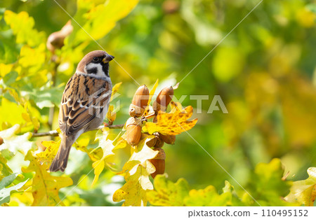 little birds perching branch of oak tree. Tree sparrow 110495152