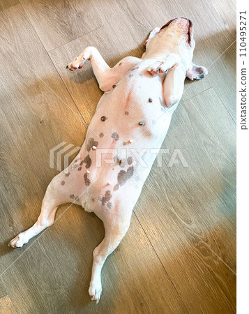 French bulldog sleeping on the wood floor 110495271