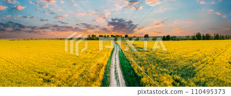 Panorama Elevated View Of Agricultural Landscape With Flowering Blooming Oilseed Field. Country dusty sandy road through fields. Spring Season. Blossom Canola Yellow Flowers. Sunset Clouds Above 110495373