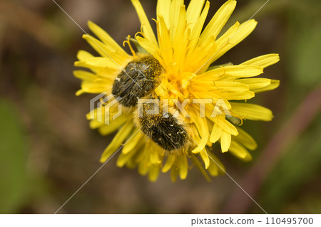 Bronze beetles, hairy or stinking beetles, or Oxythyrea, breakfast on dandelion nectar. 110495700