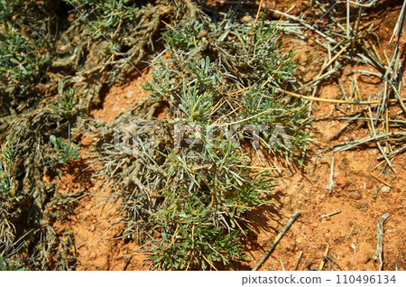 Fairy Tale Canyon, Kyrgyzstan.Central Asia Fairy Tale Canyon, Kyrgyzstan.Central Asia 110496134