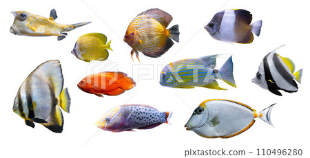 Set of tropical aquarium fishes isolated on white background Set of tropical aquarium fishes isolated on white background 110496280
