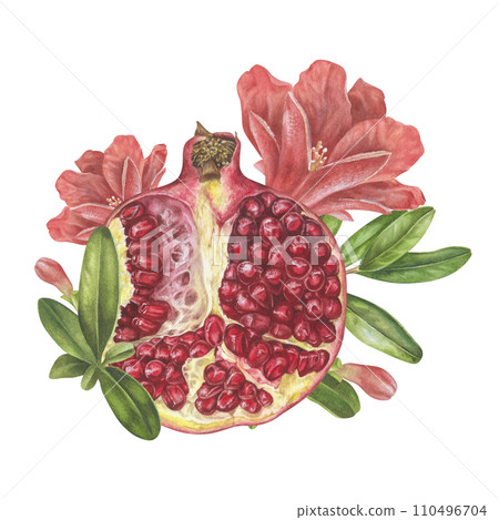 Pomegranate Watercolor illustration. Hand drawn clip art on isolated white background. Botanical painting of Fruit branch with flowers. Sketch of food for packaging design. Drawing of garnet plant 110496704