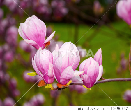 branches of magnolia tree in full blossom. warm april weather 110496757