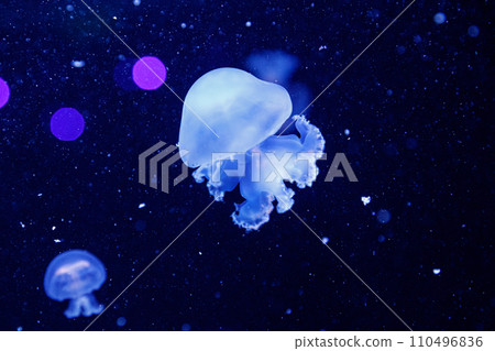 macro of a beautiful jellyfish stomolophus meleagris macro of a beautiful jellyfish stomolophus meleagris 110496836