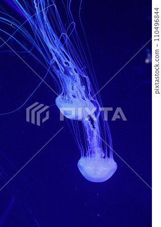 macro of a beautiful jellyfish chrysaora quinquecirrha macro of a beautiful jellyfish chrysaora quinquecirrha 110496844