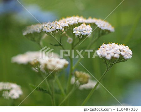 White yarrow flowers and copy space White yarrow flowers and copy space 110497010