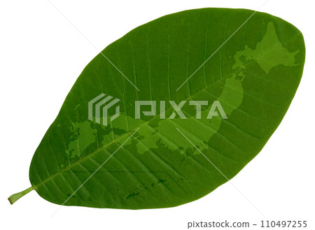 A green map of Japan drawn on a leaf with beautiful veins. 110497255
