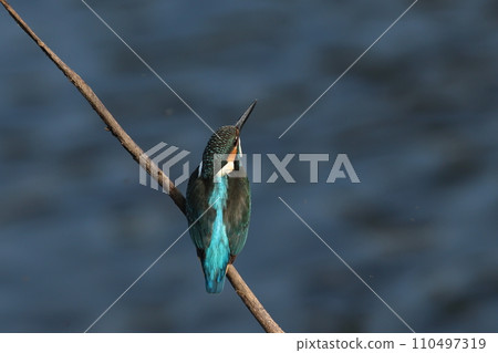 翠鳥棲息在樹枝、水面背景和背上的羽毛圖案上 110497319