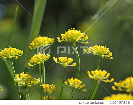 Close up of fennel flowers 110497366