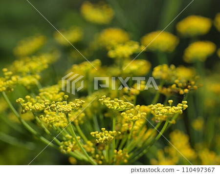 Close up of fennel flowers Close up of fennel flowers 110497367
