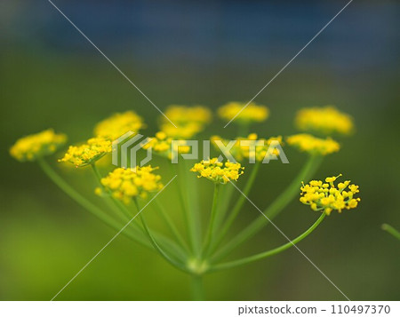 Close up of fennel flowers 110497370