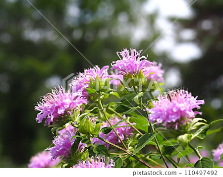 Bergamot flower ecological photography 110497492