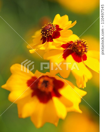 金雞菊花生態照片 金雞菊花生態照片 110497545