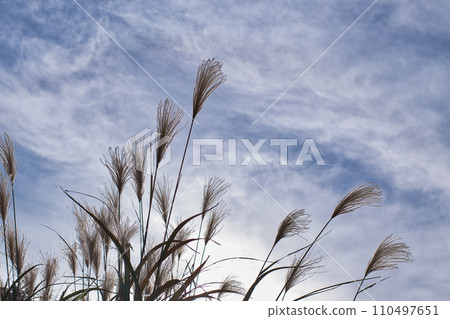 流雲背景下高聳的芒 110497651