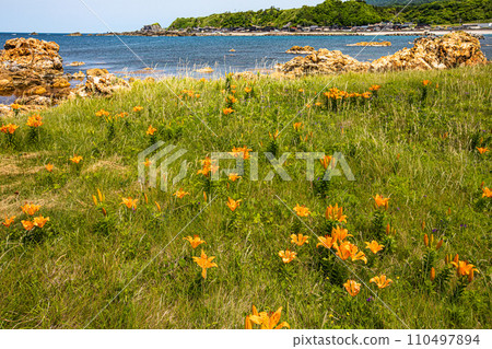 [Niigata Prefecture/Sado/Iwayuri] Iwayuri coloring the coast of Sotokaifu May June 110497894