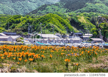 [Niigata Prefecture/Sado/Iwayuri] Iwayuri coloring the coast of Sotokaifu May June 110497898