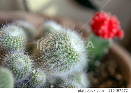 Potted white cactus in Nagasaki Potted white cactus in Nagasaki 110497972