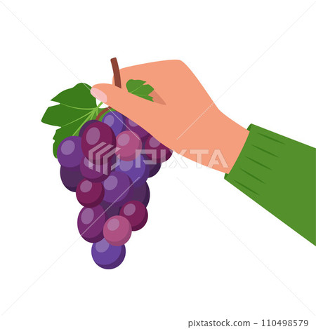 Bunch of grapes in human hand. Bunch of purple grapes with stem and leaf. Vector illustration. Bunch of grapes in human hand. Bunch of purple grapes with stem and leaf. Vector illustration. 110498579