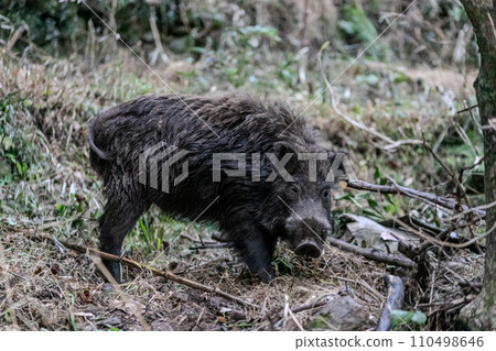 野豬在田裡尋找食物 110498646