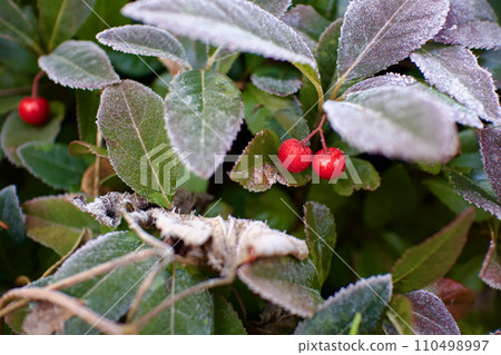 寒冷的早晨，紅色的果實，兩簇大果樹叢。 110498997